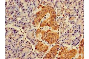 Immunohistochemistry of paraffin-embedded human pancreatic tissue using ABIN7167270 at dilution of 1:100 (RAB27A anticorps  (AA 2-221))