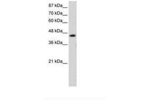 Image no. 1 for anti-General Transcription Factor IIH, Polypeptide 4, 52kDa (GTF2H4) (C-Term) antibody (ABIN202580) (GTF2H4 anticorps  (C-Term))