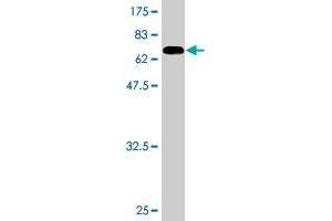 Western Blot detection against Immunogen (73.