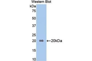 Detection of Recombinant APOB, Mouse using Polyclonal Antibody to Apolipoprotein B (APOB) (APOB anticorps  (AA 3360-3526))