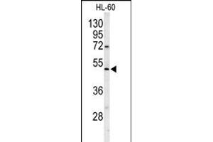 Western blot analysis of POLG2 Antibody (C-term) (ABIN1882118 and ABIN2839456) in HL-60 cell line lysates (35 μg/lane). (POLG2 anticorps  (C-Term))