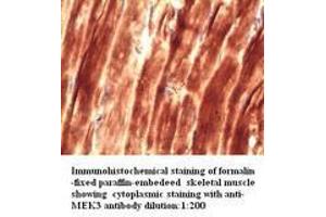 Image no. 1 for anti-Mitogen-Activated Protein Kinase Kinase 3 (MAP2K3) antibody (ABIN790902) (MAP2K3 anticorps)