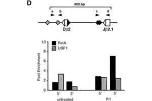 D, Protein-DNA complexes were immunoprecipitated overnight (4 °C) from 106 cell equivalents sheared chromatin using protein G magnetic beads and antibodies specific for p65 RelA or upstream stimulatory factor 1 (USF1), or with normal rabbit IgG (p/n 110-4102).