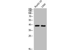 Western Blot analysis of HepG2-UV L929 cells using BMP-2 Polyclonal Antibody