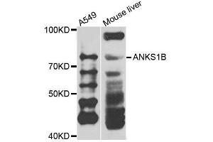 Western blot analysis of extracts of various cell lines, using ANKS1B antibody. (ANKS1B anticorps  (AA 261-510))