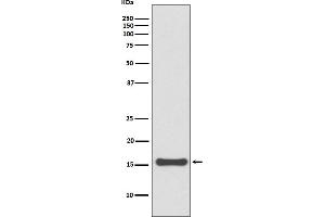 Western blot analysis of SUMO4 expression in 293T cell lysate.