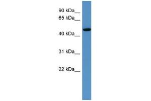 WB Suggested Anti-Hdac3 Antibody Titration:  0. (HDAC3 anticorps  (C-Term))