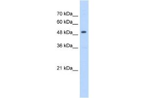 WB Suggested Anti-HMGCS2 Antibody Titration:  5.