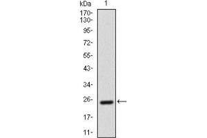 Western Blotting (WB) image for anti-Activated Leukocyte Cell Adhesion Molecule (ALCAM) (AA 405-524) antibody (ABIN1846220)