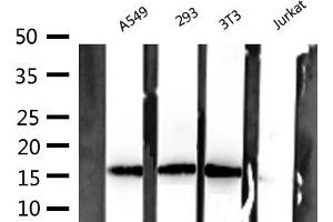 Western blot analysis of extracts of various celllines,using Histone H3 Antibody. (Histone 3 anticorps)