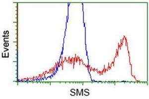 HEK293T cells transfected with either RC200619 overexpress plasmid (Red) or empty vector control plasmid (Blue) were immunostained by anti-SMS antibody (ABIN2454721), and then analyzed by flow cytometry. (SMS anticorps)