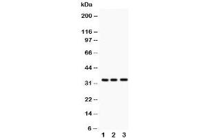 Western blot testing of MPG antibody and Lane 1:  rat liver (MPG anticorps  (C-Term))