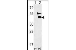 Western blot analysis of GDF2 (arrow) using rabbit polyclonal GDF2-K23 (ABIN388817 and ABIN2839135). (GDF2 anticorps  (N-Term))