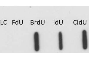 Western blot of Anti-BrdU antibody.
