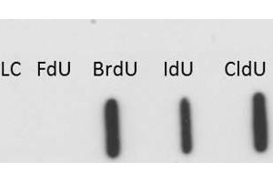 Western blot of Anti-BrdU antibody. (BrdU anticorps)