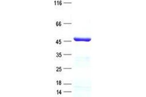 Validation with Western Blot