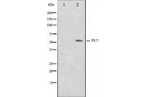 Western blot analysis on NIH-3T3 cell lysate using FLI1 Antibody,The lane on the left is treated with the antigen-specific peptide. (FLI1 anticorps  (Internal Region))