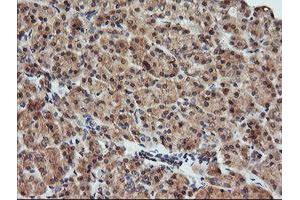 Image no. 1 for anti-Kallikrein 8 (KLK8) antibody (ABIN1498969)