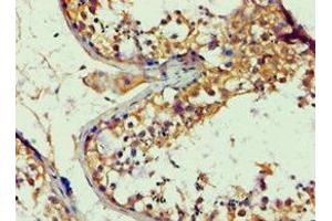 Immunohistochemistry of paraffin-embedded human testis tissue using ABIN7144040 at dilution of 1:100