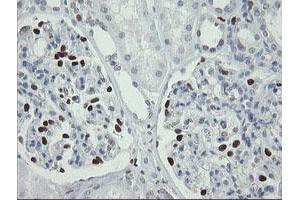 Image no. 6 for anti-Transcription Factor MafB (MAFB) (AA 32-320) antibody (ABIN1491411) (MAFB anticorps  (AA 32-320))