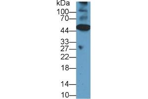 Western Blot; Sample: Mouse Heart lysate; Primary Ab: 1µg/ml Rabbit Anti-Rat CASP12 Antibody Second Ab: 0. (Caspase 12 anticorps  (AA 1-244))
