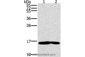 Western blot analysis of Mouse heart and muscle tissue, using MB Polyclonal Antibody at dilution of 1:600