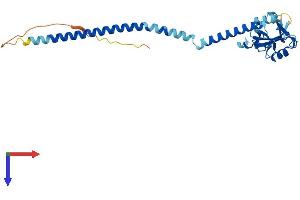 AlphaFold protein structure predicition of Mouse Recombinant Clec12b Protein, UniprotID Q149M0