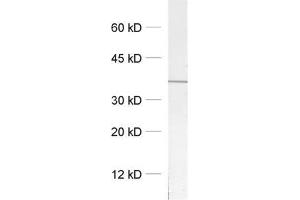dilution: 1 : 1000, sample: crude synaptosomal fraction of rat brain (P2) (Syntaxin 12/13 (AA 1-250), (Cytoplasmic Domain) anticorps)