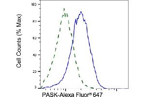 Validation of PASK knockdown using flow cytometry. (PASK anticorps)