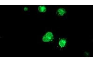 Immunofluorescence (IF) image for anti-SAYSVFN Motif Domain Containing 1 (SAYSD1) antibody (ABIN1497059) (SAYSD1 anticorps)