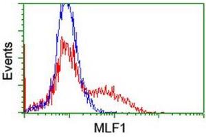 HEK293T cells transfected with either RC202774 overexpress plasmid (Red) or empty vector control plasmid (Blue) were immunostained by anti-MLF1 antibody (ABIN2455803), and then analyzed by flow cytometry. (MLF1 anticorps)