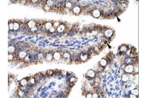 Image no. 1 for anti-Zinc Finger with KRAB and SCAN Domains 7 (ZKSCAN7) (N-Term) antibody (ABIN203250)