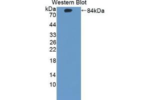Detection of Recombinant CHRNa7, Human using Polyclonal Antibody to Cholinergic Receptor, Nicotinic, Alpha 7 (CHRNa7)