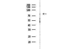 anti-Leiomodin 1 (LMOD1) (C-Term) antibody