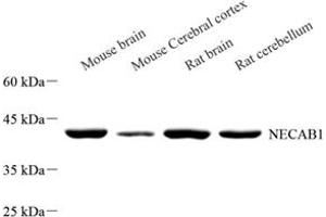Western blot analysis of NECAB1 (ABIN7074753) at dilution of 1: 500 (NECAB1 anticorps)