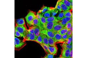 Immunofluorescence analysis of MCF-7 cells using BMP2 mouse mAb (green).
