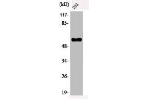 Western Blot analysis of 293 cells using Phospho-c-Myc (T58) Polyclonal Antibody
