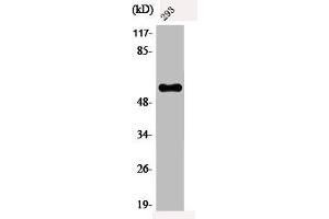 Western Blot analysis of 293 cells using Phospho-c-Myc (T58) Polyclonal Antibody (c-MYC anticorps  (pThr58))
