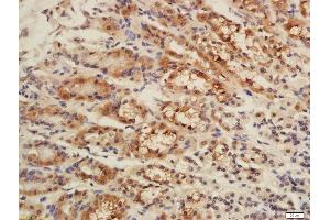 Formalin-fixed and paraffin embedded rat stomach labeled with Rabbit Rabbit Anti-CISD1 Polyclonal Antibody, Unconjugated (ABIN2173059) at 1:200 followed by conjugation to the secondary antibody and DAB staining (CISD1 anticorps  (AA 51-108))