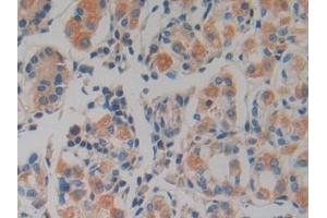 Detection of PK2 in Human Stomach Tissue using Polyclonal Antibody to Prokineticin 2 (PK2)