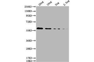 Western Blot Positive WB detected in: HIS fusion protein 2 at 20 ng, 10 ng, 5 ng, 2. (His Tag anticorps)
