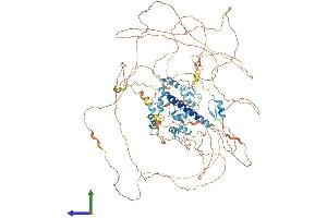 AlphaFold protein structure predicition of Mouse Recombinant Sall2 Protein, UniprotID Q9QX96