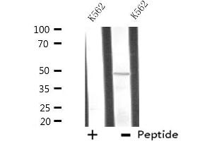Western blot analysis of extracts from K562 cells using ATG4C antibody. (ATG4C anticorps  (N-Term))