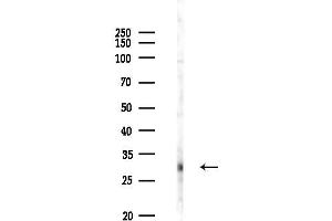 Western blot analysis of lysates from PC12 cells(LPS 4h treatment), using GIMAP6 Antibody at 1/1000 dilution.