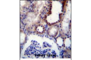 IGSF8 Antibody (Center) (ABIN656323 and ABIN2845622) immunohistochemistry analysis in formalin fixed and paraffin embedded human kidney tissue followed by peroxidase conjugation of the secondary antibody and DAB staining. (IGSF8 anticorps  (AA 226-254))
