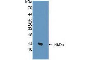 Detection of Recombinant EAAT3, Human using Polyclonal Antibody to Excitatory Amino Acid Transporter 3 (EAAT3) (SLC1A1 anticorps  (AA 115-209))