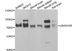 Western blot analysis of extracts of various cell lines, using UBASH3B antibody (ABIN5974296) at 1/1000 dilution.
