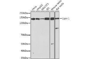 Western blot analysis of extracts of various cell lines, using Lipin 1 Rabbit mAb (ABIN7268281) at 1:1000 dilution. (Lipin 1 anticorps)
