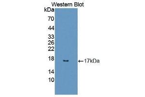 Western Blotting (WB) image for anti-Regenerating Islet-Derived 3 alpha (REG3A) (AA 25-142) antibody (ABIN1863090) (REG3A anticorps  (AA 25-142))