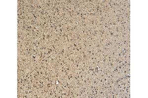 ABIN334408 (5µg/ml) staining of paraffin embedded Human Cortex. (GBX2 anticorps  (Internal Region))